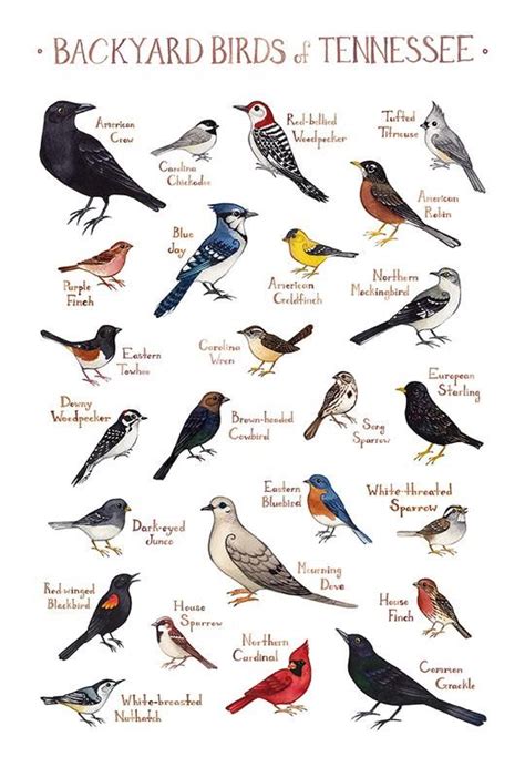 Tennessee Backyard Birds Field Guide Art Print In 2021 Backyard Birds