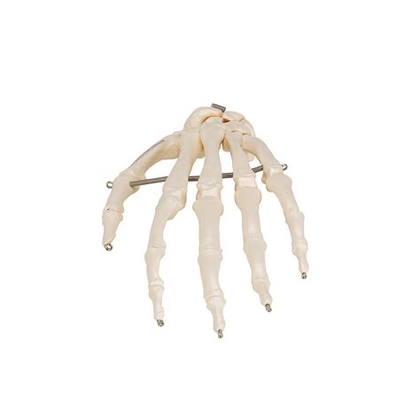 Human Hand Skeleton Model Wire Mounted 3b Smart Anatomy 1019367