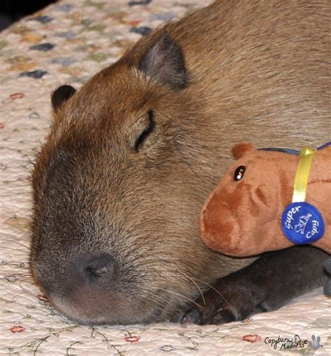 After Looking At These Photos You Will Definitely Want A Capybara