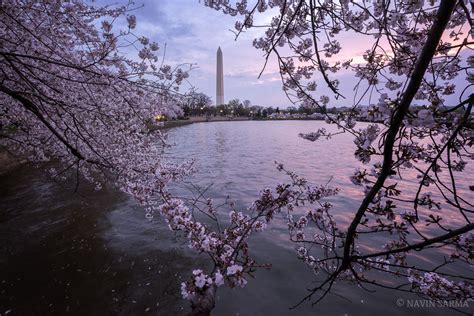 In Review 2016 Washington Dc Cherry Blossoms Navin Sarma