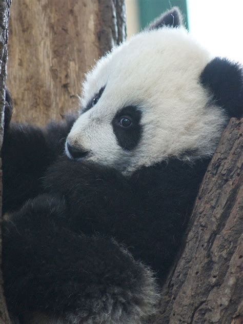 Flickrp9g4ctg Fu Hu Leaning Against A Trunk Panda Love