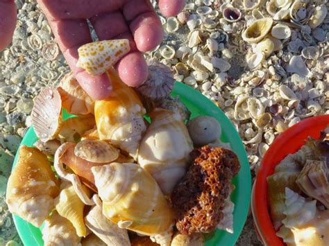 Sanibel Shellingmen I Love Shelling