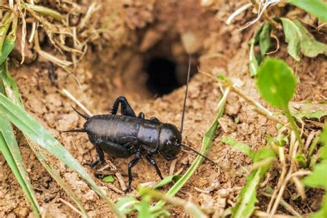 Cricket Facts And Keeping Crickets As Pets The Old Farmers Almanac