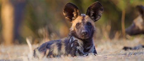 What Can We Do To Help African Wild Dogs