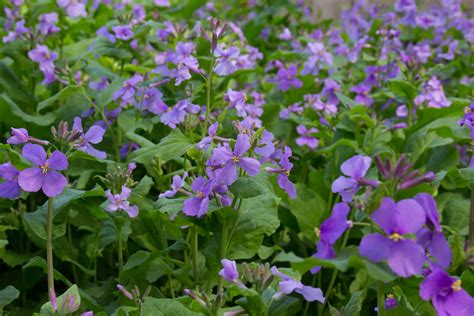 Chinese Violet Cress News