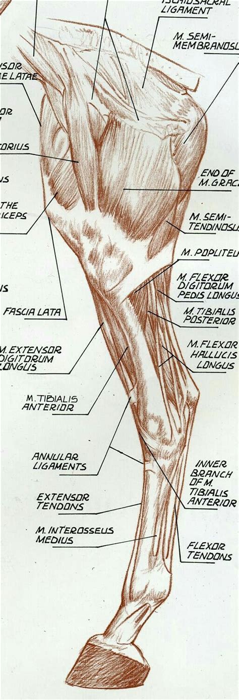 Pin De Viviane Batts En Veterinary Medicine Anatomía Animal Anatomía
