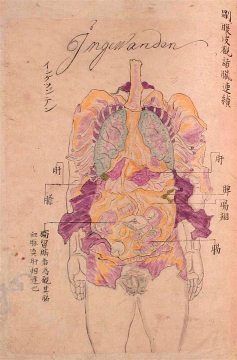 Edo Period Medical Illustration Body Anatomy Anatomy Art Human