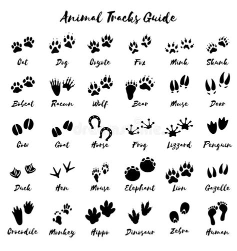 African Animal Tracks Stock Illustration Illustration Of