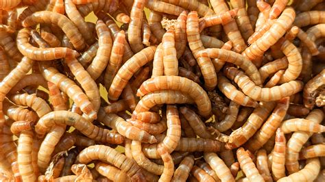 How Long Do Mealworms Live Out Of The Fridge