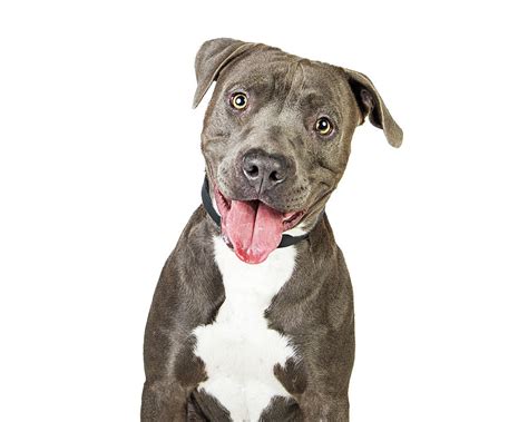 Happy Friendly Smiling Pit Bull Dog Photograph By Good Focused Pixels