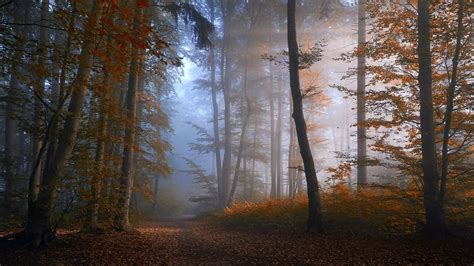 Path In Misty Autumn Forest By Norbert Maier
