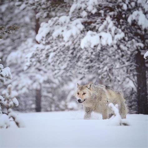 Grey Wolf Canis Lupus Walking Through A Snowy Forest Finland
