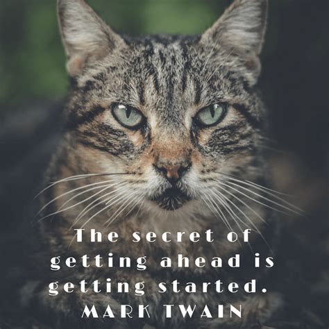 17 Meowtivational Quotes Brought To You By Beautiful Cats Beautiful