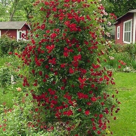 Red Cascade Lovely Climbing Rose Easy Care Continue Blooming Perfect