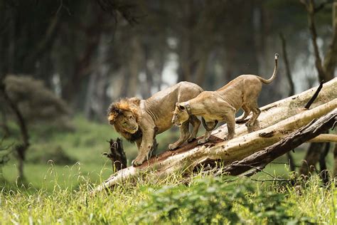 African Lions Have Started Climbing Trees To Escape Buffaloes New