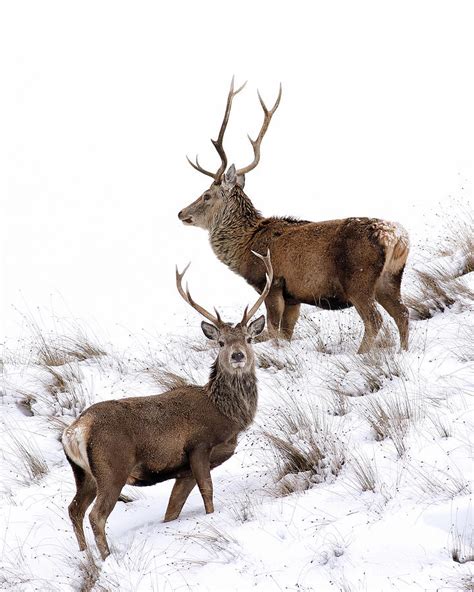 Scottish Red Deer Stags Photograph By Grant Glendinning