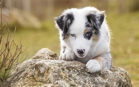 Best wet puppy food for large breeds. Best Dog Food For Australian Shepherd Adults, Puppies and ...