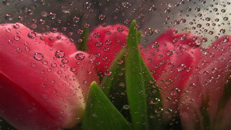 Beauty Tulips Flower Drops Rain Wallpaper 1920x1080 67473 Wallpaperup