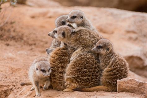 Group Of Meerkats Hugging Stock Photo Download Image Now Herd