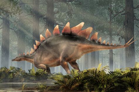 Stegosaurus Popis Dinosaura Z Období Jury