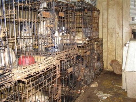 Puppy Mills Commercial And Backyard Dog Breeders Humane Decisions