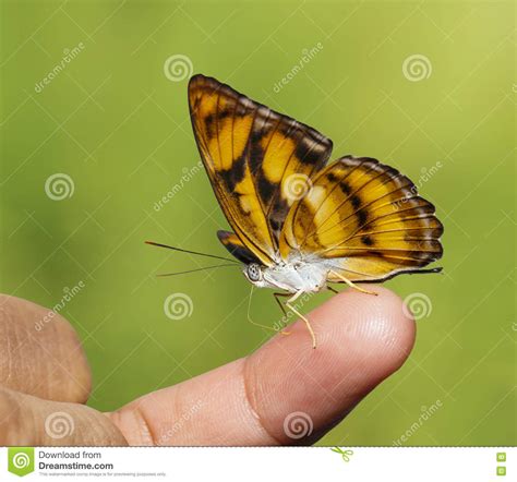 Coloree La Mariposa Segeant Fod Que Chupa Del Finger Humano Imagen De