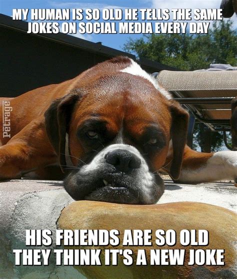 The Sarcastic Boxer Dog Is At It Again Boxer Dogs Dog Memes