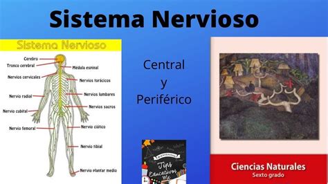 El Sistema Nervioso Central Y Perif Rico Sexto Grado De Primaria