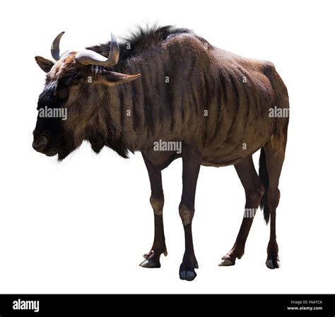 Male Blue Wildebeest Isolated Over White Background Stock Photo Alamy