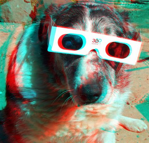 3d Dog 3d Anaglyph Red Blue Or Cyan Glasses To View A