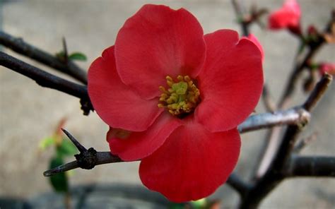 Situate a climbing rose bush beneath a fence, trellis or column and let it twine around, ramble and sprawl out. Spitfire Flowering Quince - Spitfire Flowering Quince ...