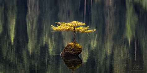 A Lone Tree Grows In The Middle Of Fairy Lake Vancouver Island Bc