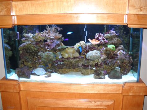 Crush Coral Or Sand Bed In A Reef Tank Saltwaterfish
