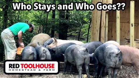 Pig Update Choosing The Right Pigs For Breeding Stock Youtube