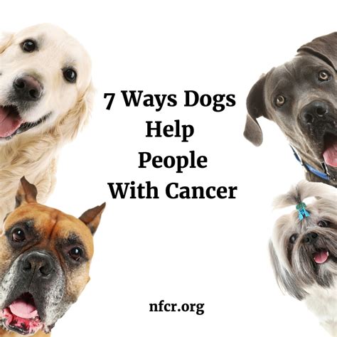 So do goldendoodles get cancer? Blog - 7 Ways Dogs Help People with Cancer - NFCR