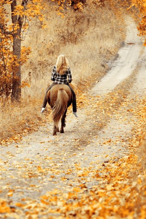 21 Best Horses In Fall Images On Pinterest Beautiful Horses Pretty