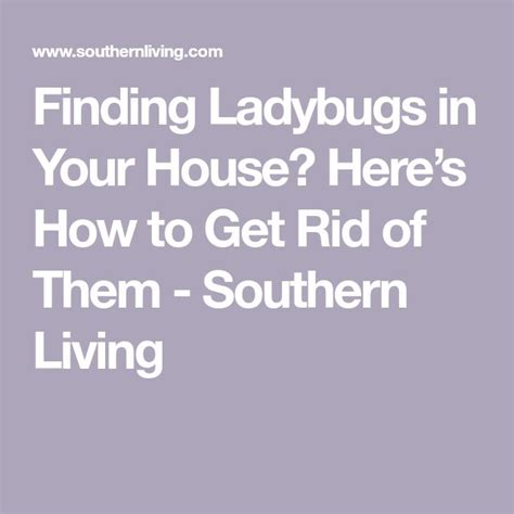 watch if you keep finding ladybugs in your house here s what you need to know ladybug house