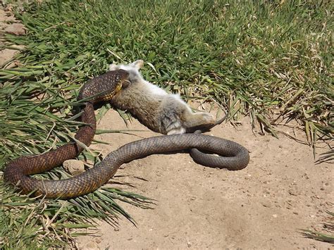 Serpente Che Mangia Un Coniglio - Tiger Snake Eats Rabbit Photograph by Alex Mortensen
