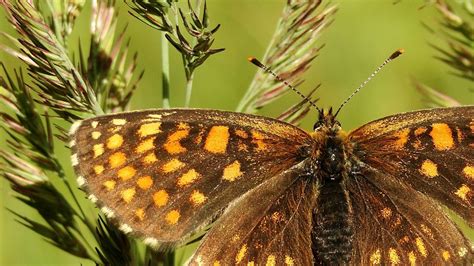 Download the perfect background images. Butterfly Desktop Background Wallpaper | HD Wallpapers