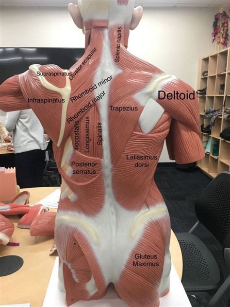 High Back Muscles Diagram Muscular System Diagram Labeled For Kids