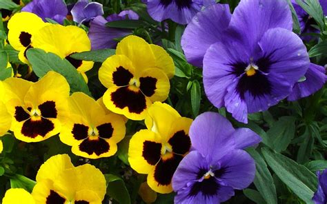 Pansy Flowers Wallpapers Wallpaper Cave