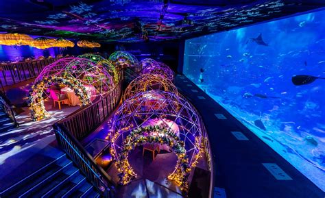 Celebrate A Bubbly Christmas At Resorts World Sentosa Sea Aquarium