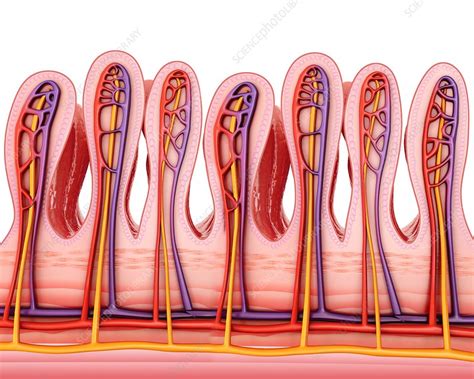 Small Intestine Wall Illustration Stock Image F0121768 Science