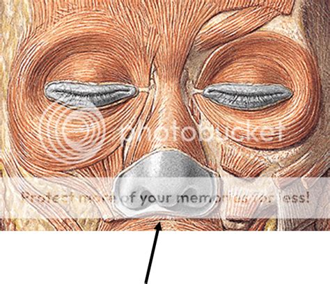 Tutorial Anatomía Cabeza Y Cuello Region Nasal