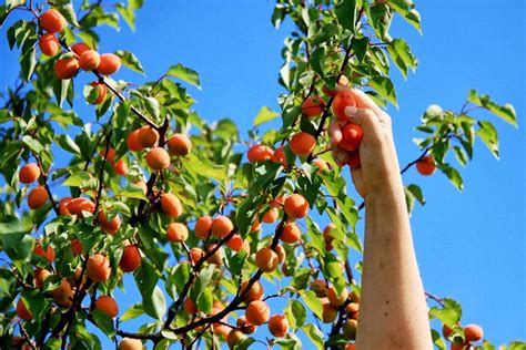 Pick Your Own Fruit At Cherry Avenue Farms