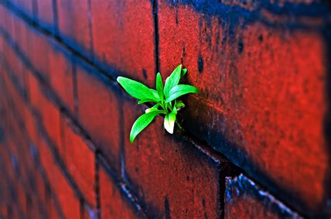 Plant On The Brick Wall Free Stock Photo Public Domain Pictures