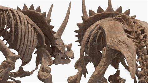 3d Triceratops Skeleton Fossil Model Turbosquid 1505255