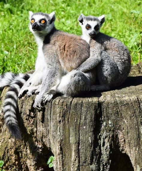 Two Ring Tailed Lemurs Are Sitting On A Tree Trunk Stock Photo Image