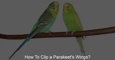 How To Clip A Parakeets Wings Parakeets Craving