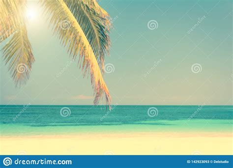 Tropical Beach And Palm Tree Background Sunny Sky
